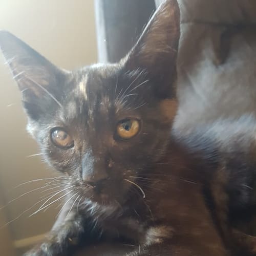 Cath ** 2nd Chance Cat Rescue**
