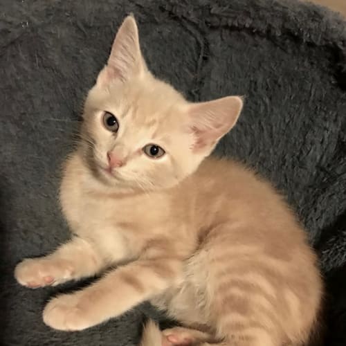 Chucky **2nd Chance Cat Rescue**
