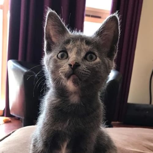 Senada **2nd Chance Cat Rescue**