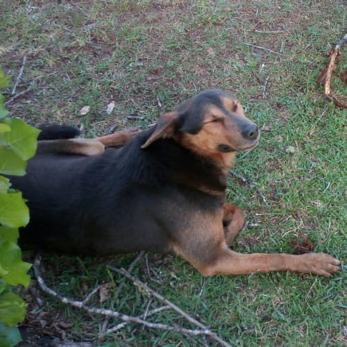 Oscar ~ 6 year old Kelpie (on trial 16/2/2018)
