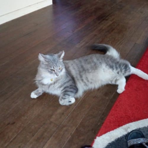 Monty
