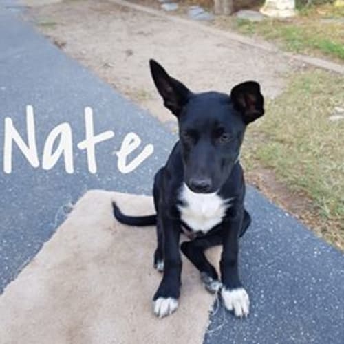 Nate