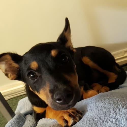 Shadow ~ kelpie x, only 4 months old