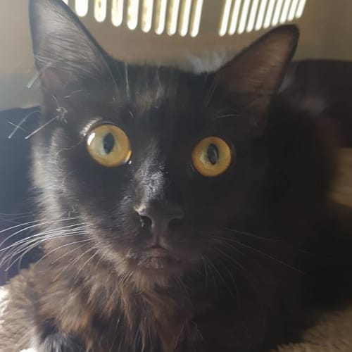 Agathe **2nd Chance Cat Rescue**