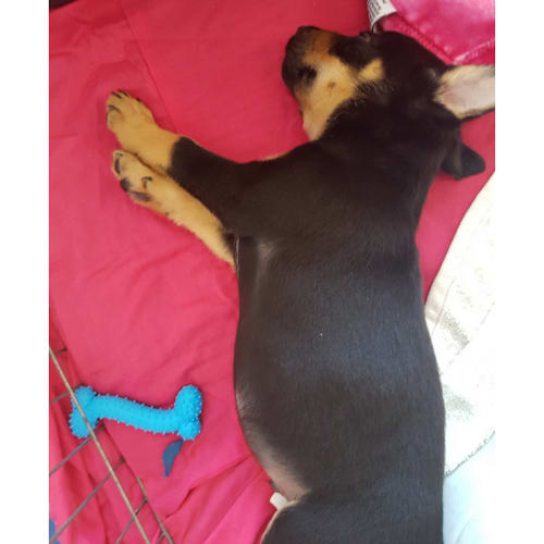 Mozart ~ Kelpie puppy (on trial 11-2-18)