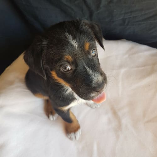 Delilah ~ Kelpie puppy (on trial 11-2-18)