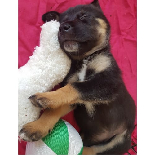 Jemima ~ Kelpie puppy (on trial 11-2-18)