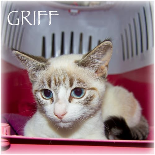 Griff