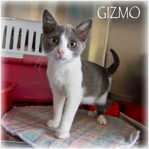 Gizmo