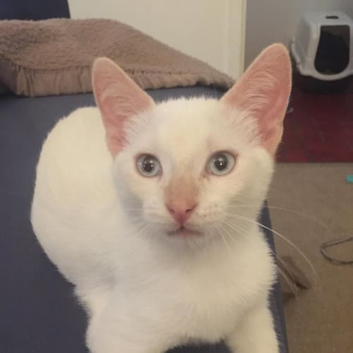 Luca