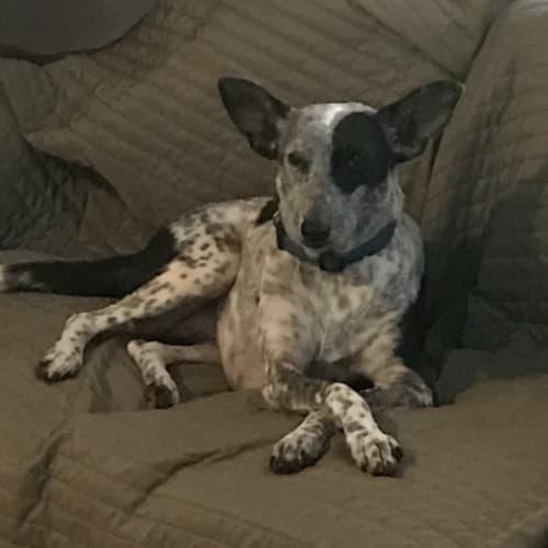Juliette