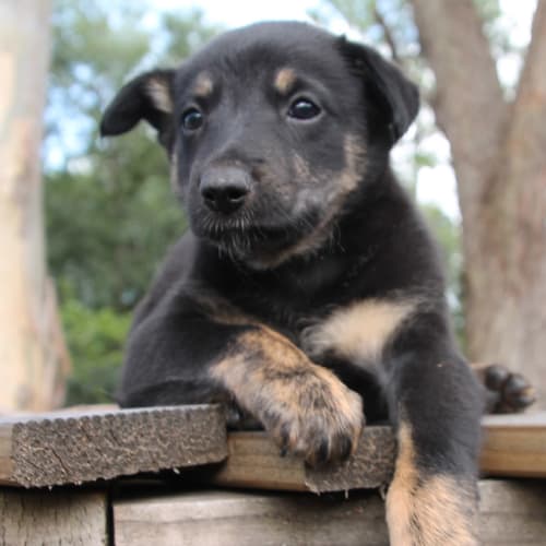 Arthur ~ Kelpie x puppy (on trial 7/2/2018)