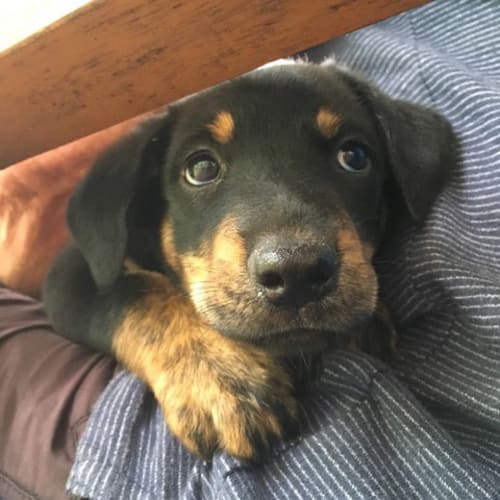 Graeme ~ Kelpie x puppy (on trial 8/2/2018)