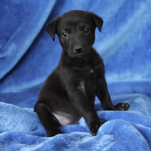 Cora ~ Kelpie x puppy (on trial 7/2/2018)
