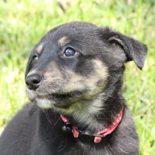 Chelsea ~ Kelpie x puppy (on trial 8/2/2018)