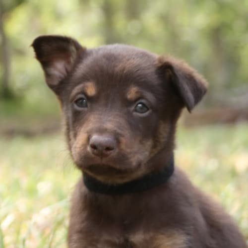 Red Dog ~ Kelpie x puppy (On Trial 11/2/18)
