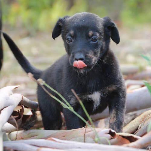 Georgie ~ Kelpie x puppy (On Trial 15/2/18)