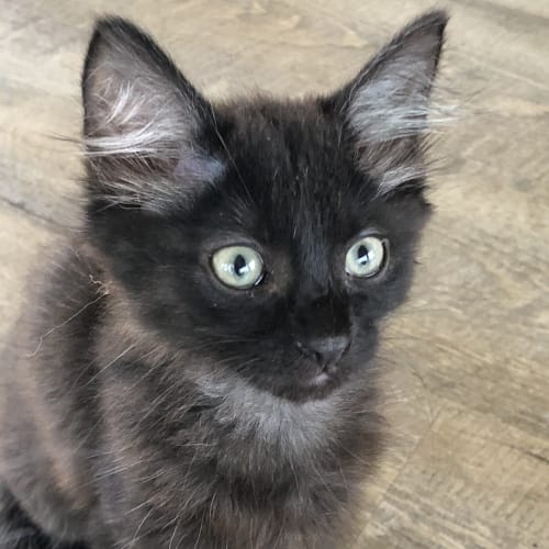 Cheyanne **2nd Chance Cat Rescue**
