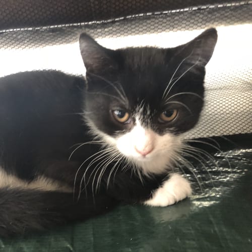 Lady Sienna **2nd Chance Cat Rescue**