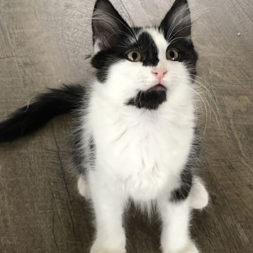 Lord Zach **2nd Chance Cat Rescue**