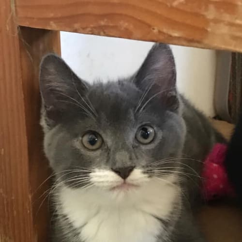 Brigi **2nd Chance Cat Rescue**