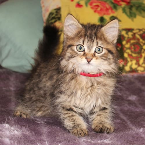 Dereak **2nd Chance Cat Rescue**