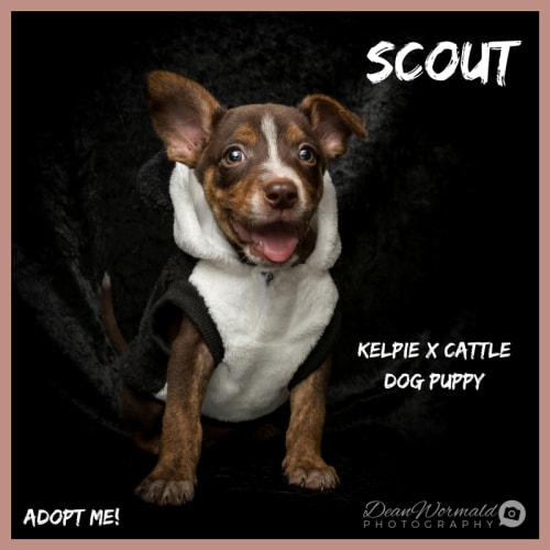 Scout ~ Kelpie x Cattle Dog (on trial 25/2/2018)
