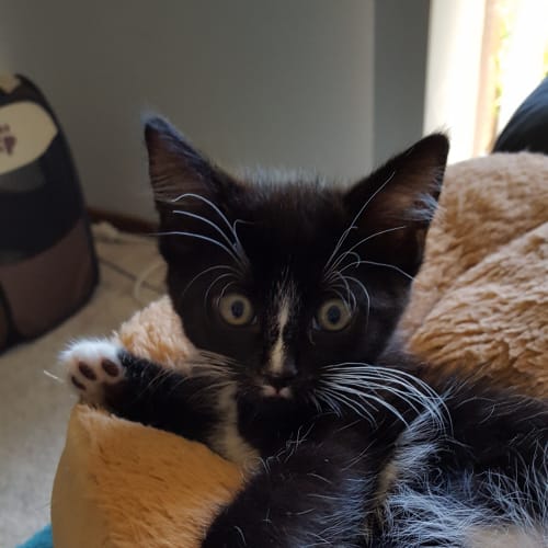 Mr Purrington ^^Dandy Cat Rescue^^