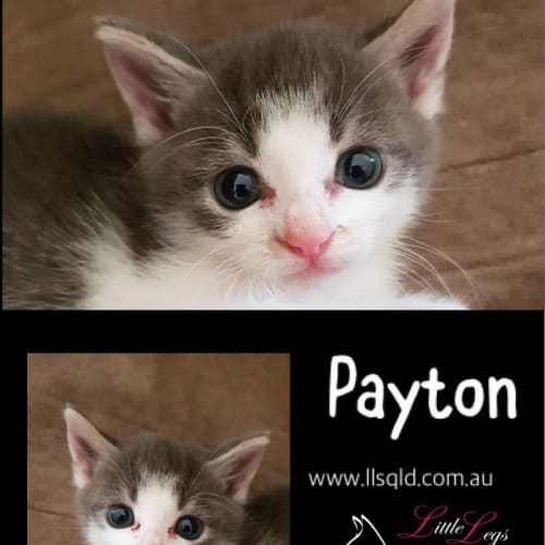 Payton