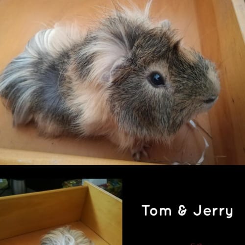 Tom and Jerry