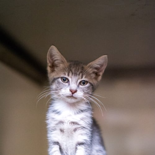 Tabitha
