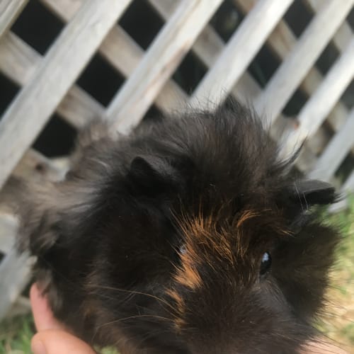 Estelle 