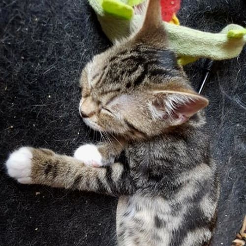 White Socks   ** 2nd Chance Cat Rescue **