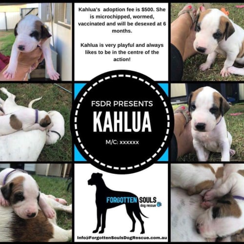 Kahlua
