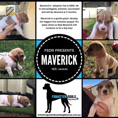 Maverick 