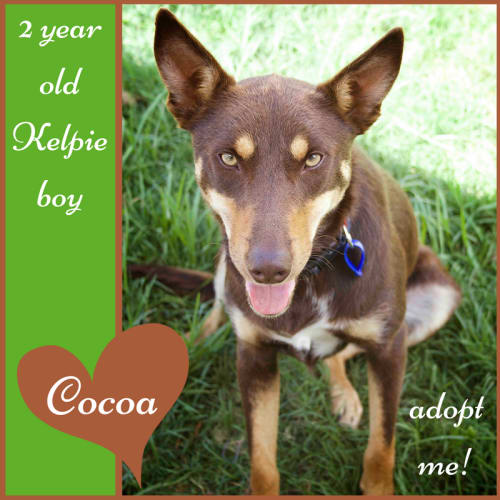 Cocoa ~ 2 year old Kelpie (on trial 5/2/2018)