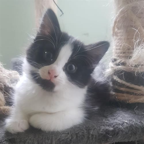 Artemis (now Ziggy)