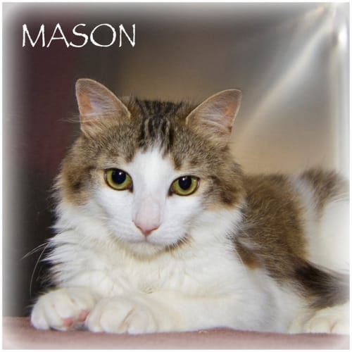 Mason