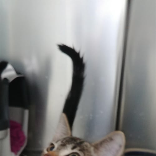 Opie