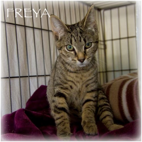 Freya