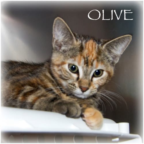Olive