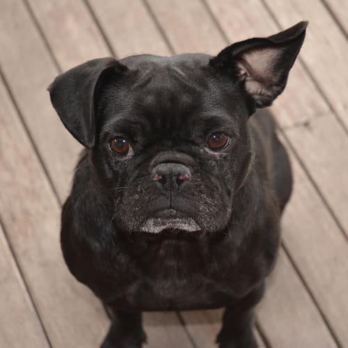 Bonnie