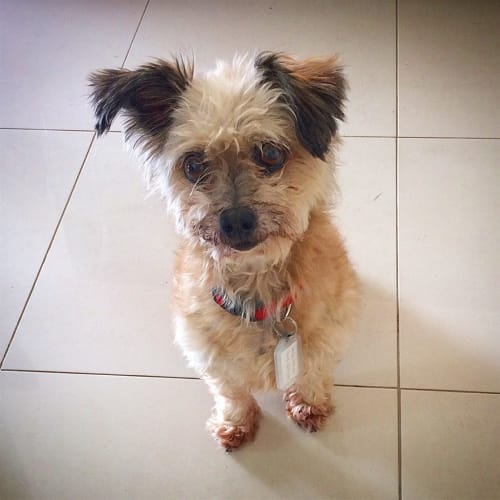 Oliver 