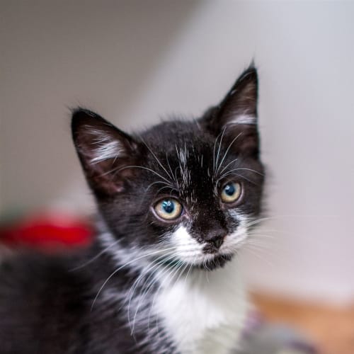 Oreo