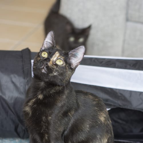 Cagney **2nd Chance Cat Rescue**