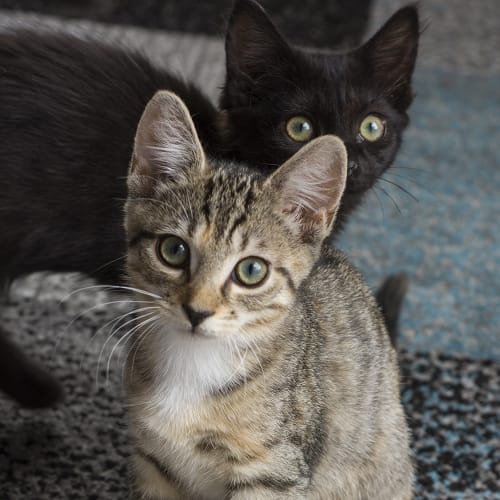 Dasher **2nd Chance Cat Rescue**