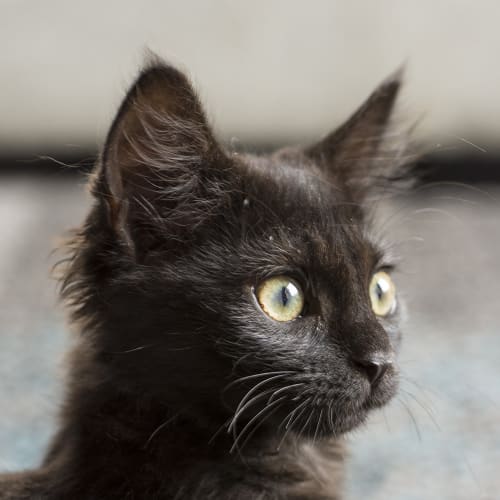 Vixen **2nd Chance Cat Rescue**
