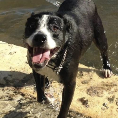 Meisha DL1810