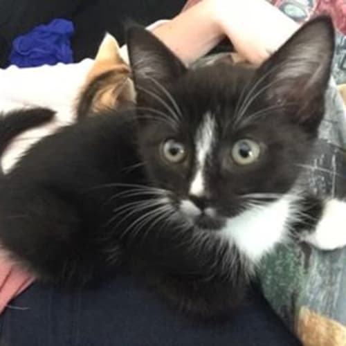 Coco