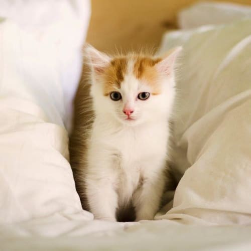 Harley - available mid Feb